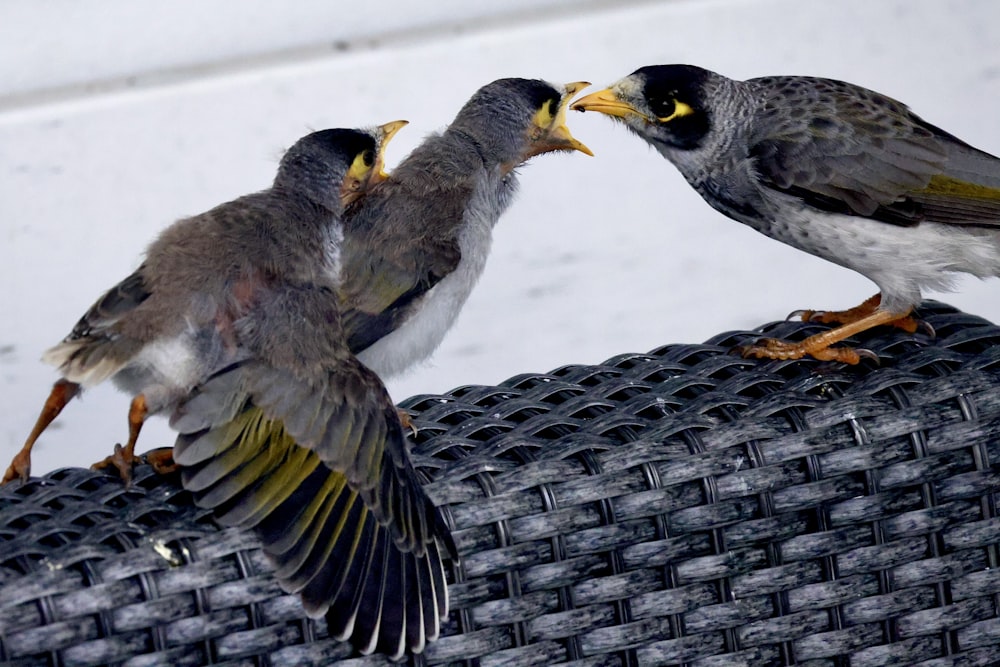 a couple of birds that are standing on a bench