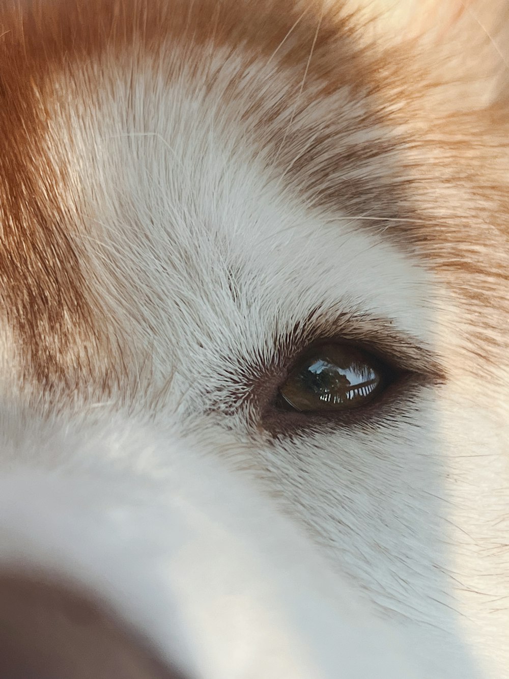 a close up of a dog's eye with a blurry background