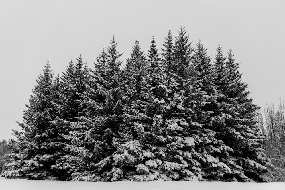 a black and white photo of a snow covered pine tree