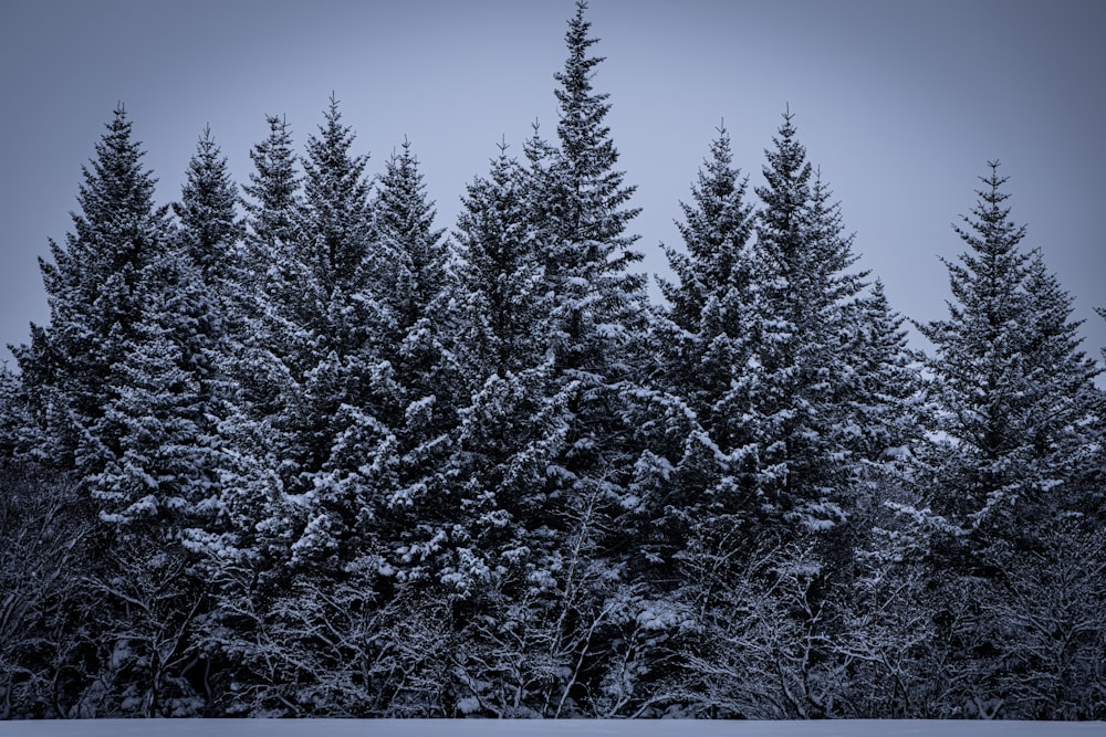 a group of pine trees covered in snow