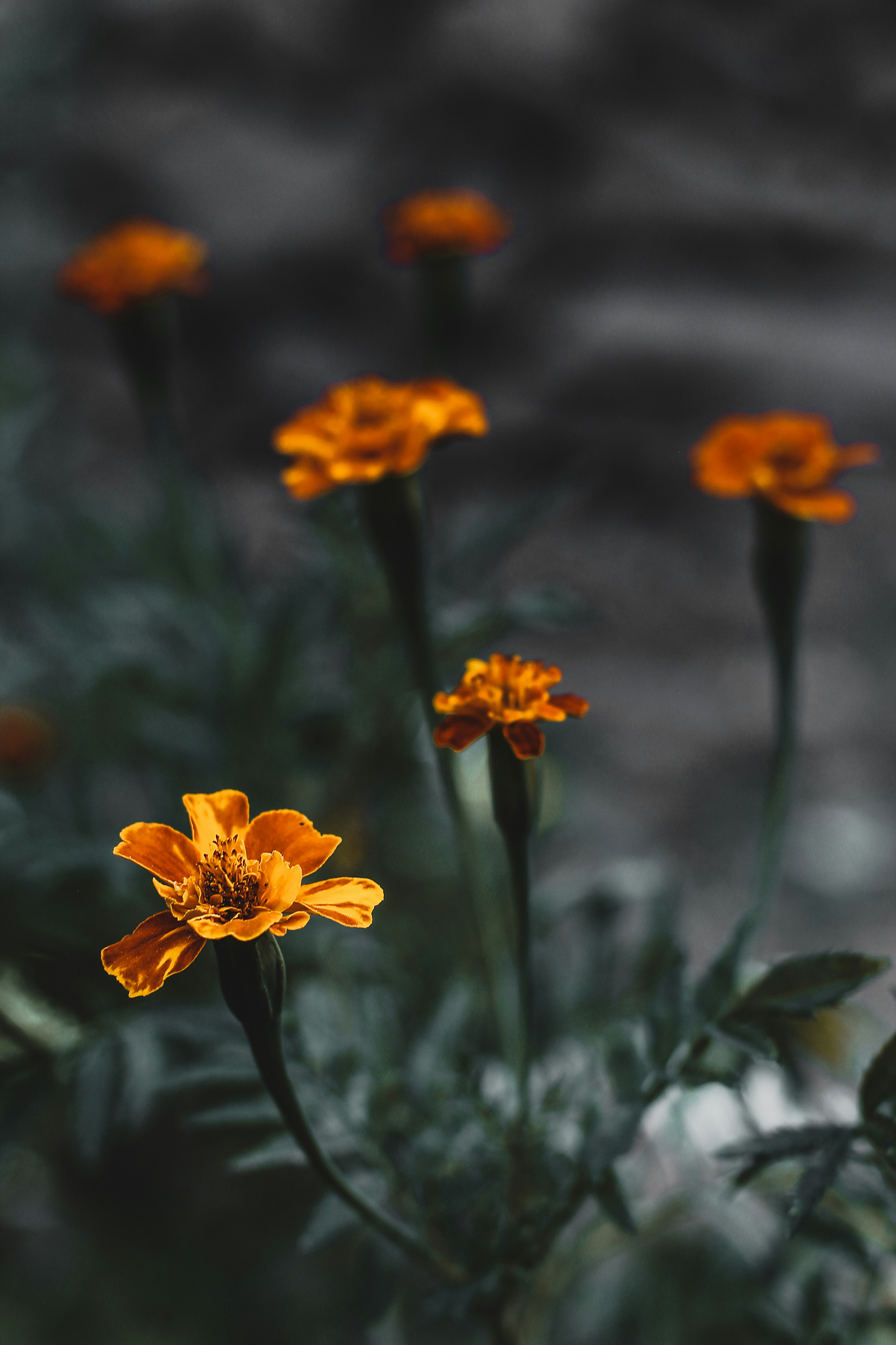 Photo by hossein_hosseini