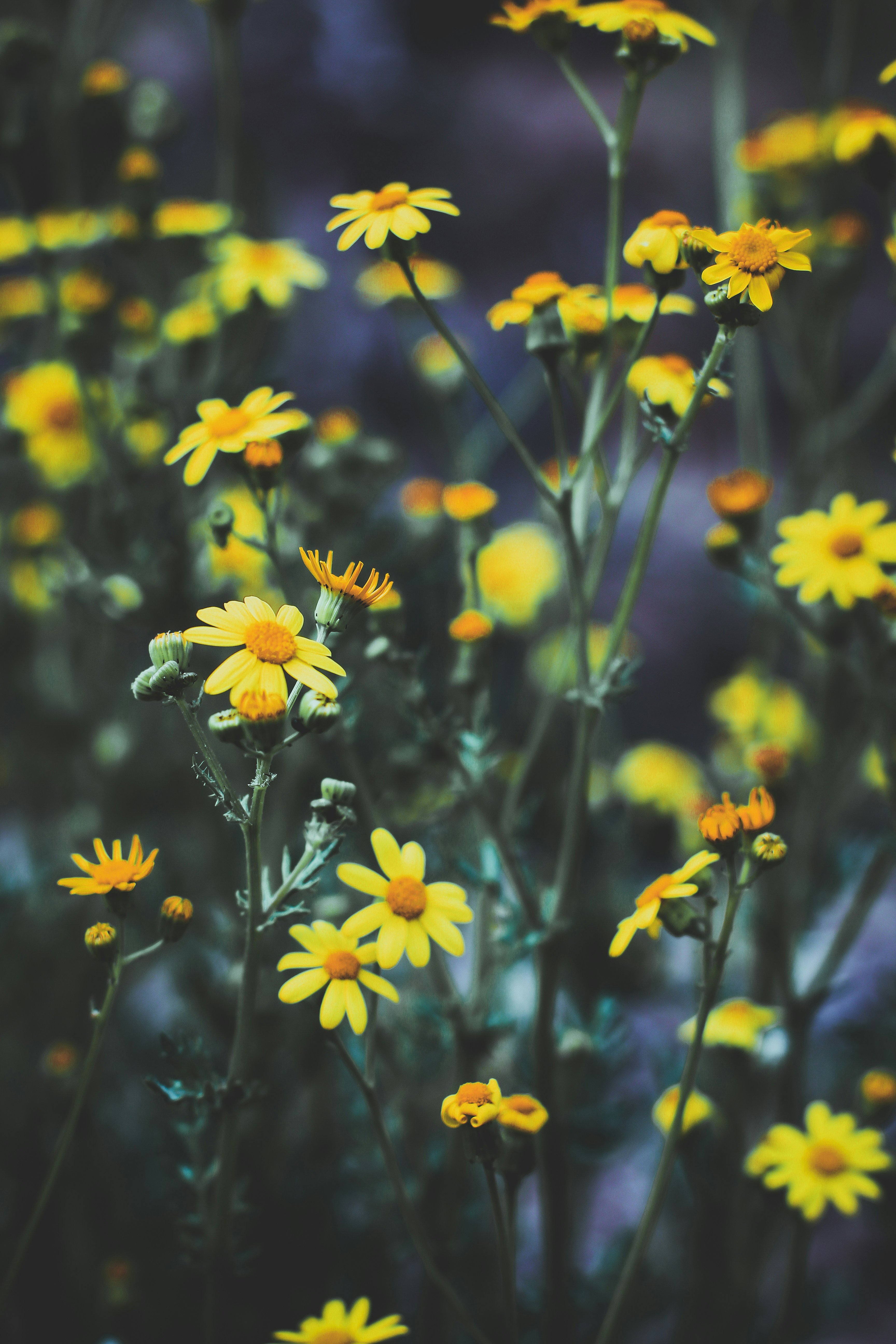 Photo by hossein_hosseini