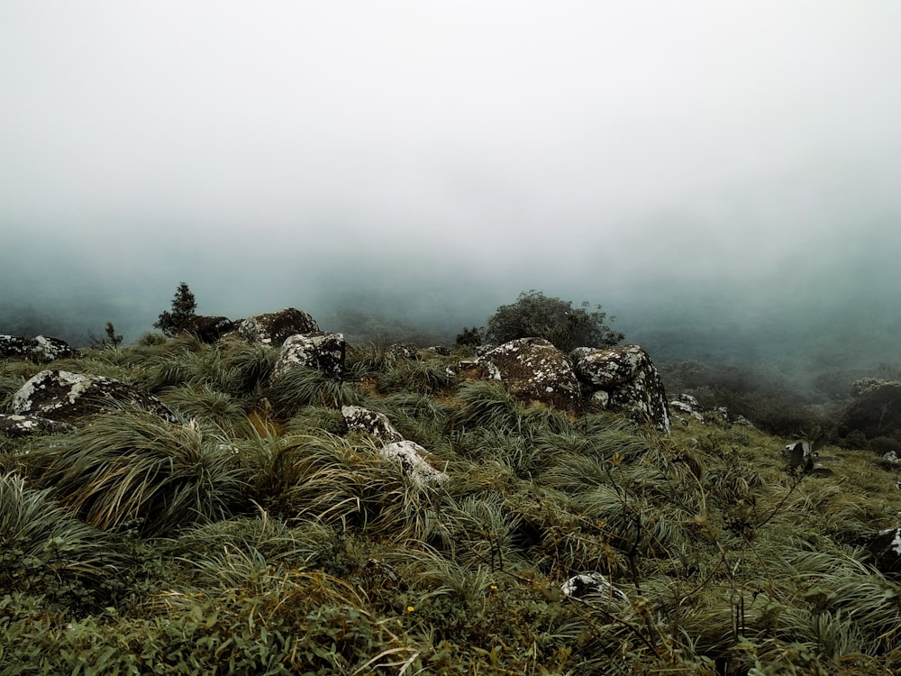 a grassy area with rocks and plants on a foggy day
