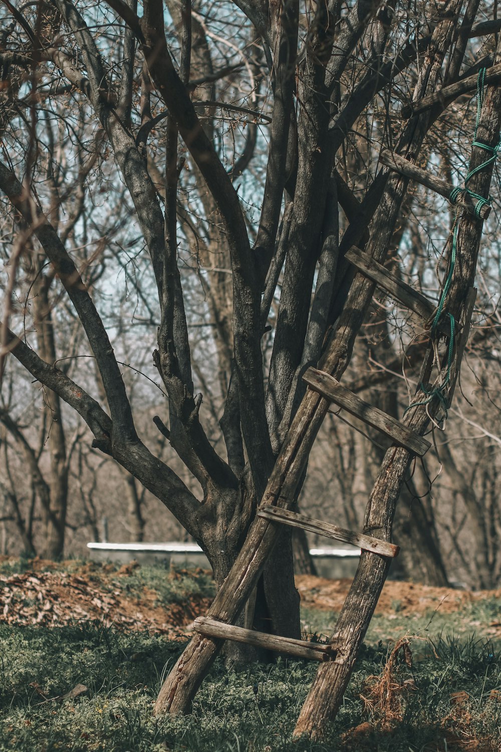 a ladder leaning against a tree in a forest