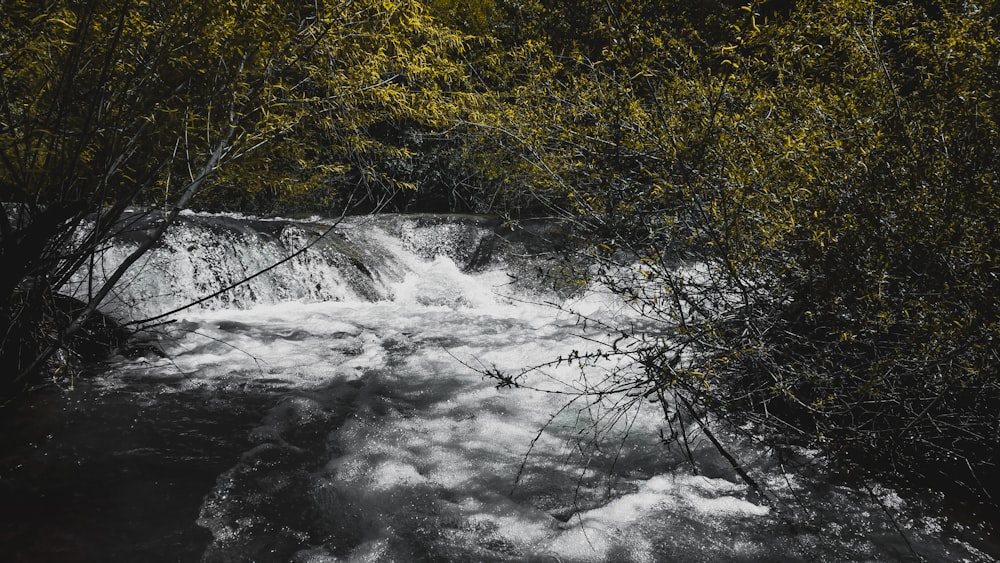 a river running through a lush green forest