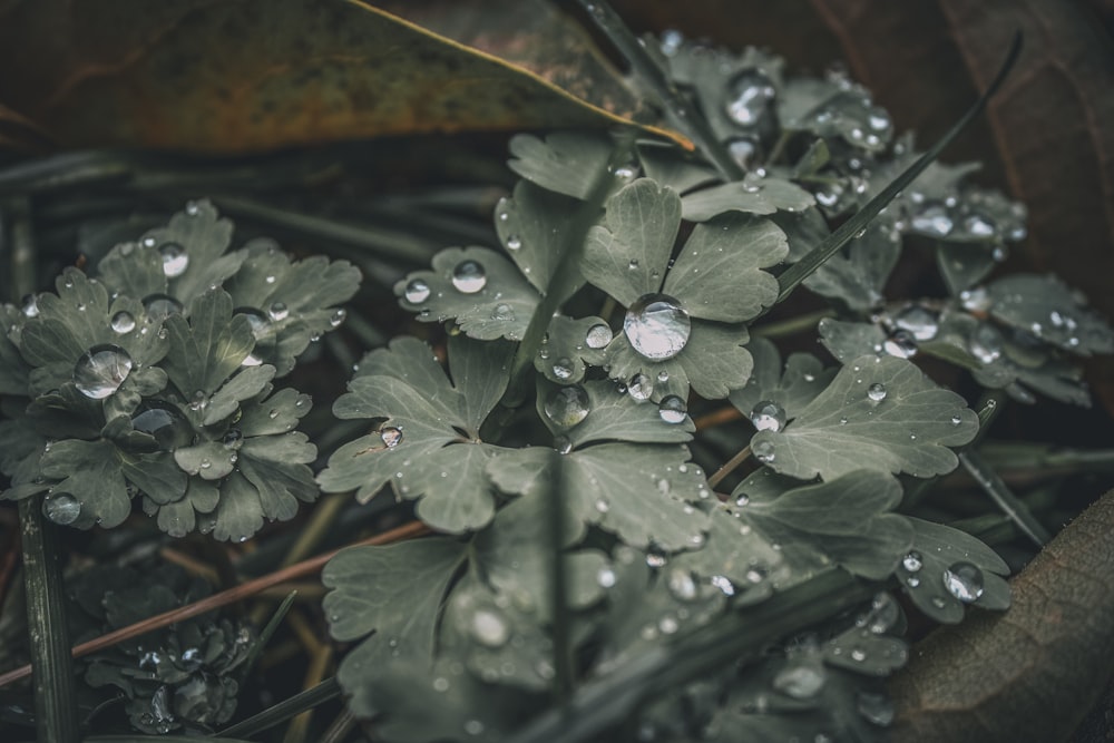 a close up of a plant with drops of water on it