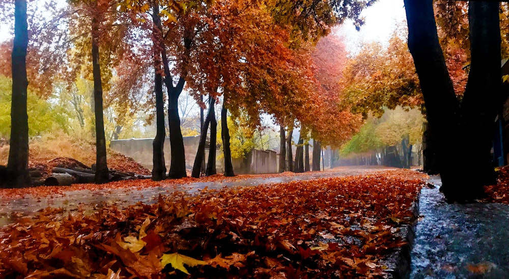 a path in a park with lots of leaves on the ground