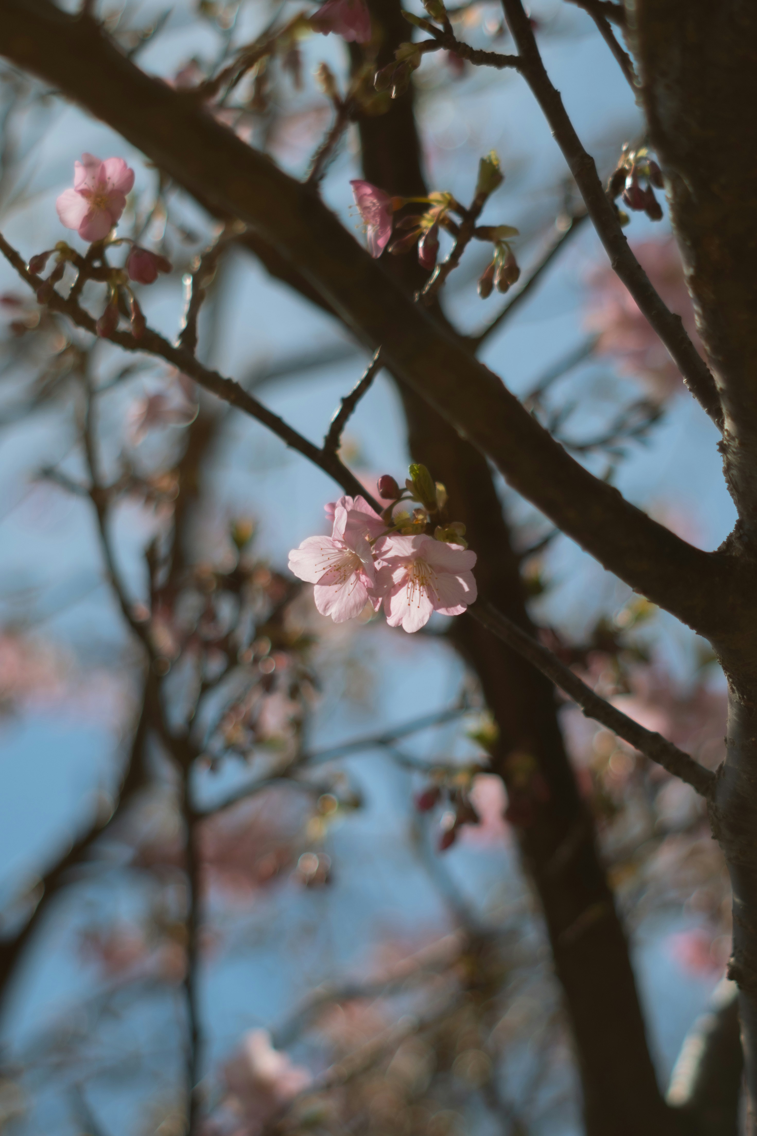 Un arbre aux fleurs roses devant une montagne photo – Image gratuite de  Source sur Unsplash, image size:3000x4499
