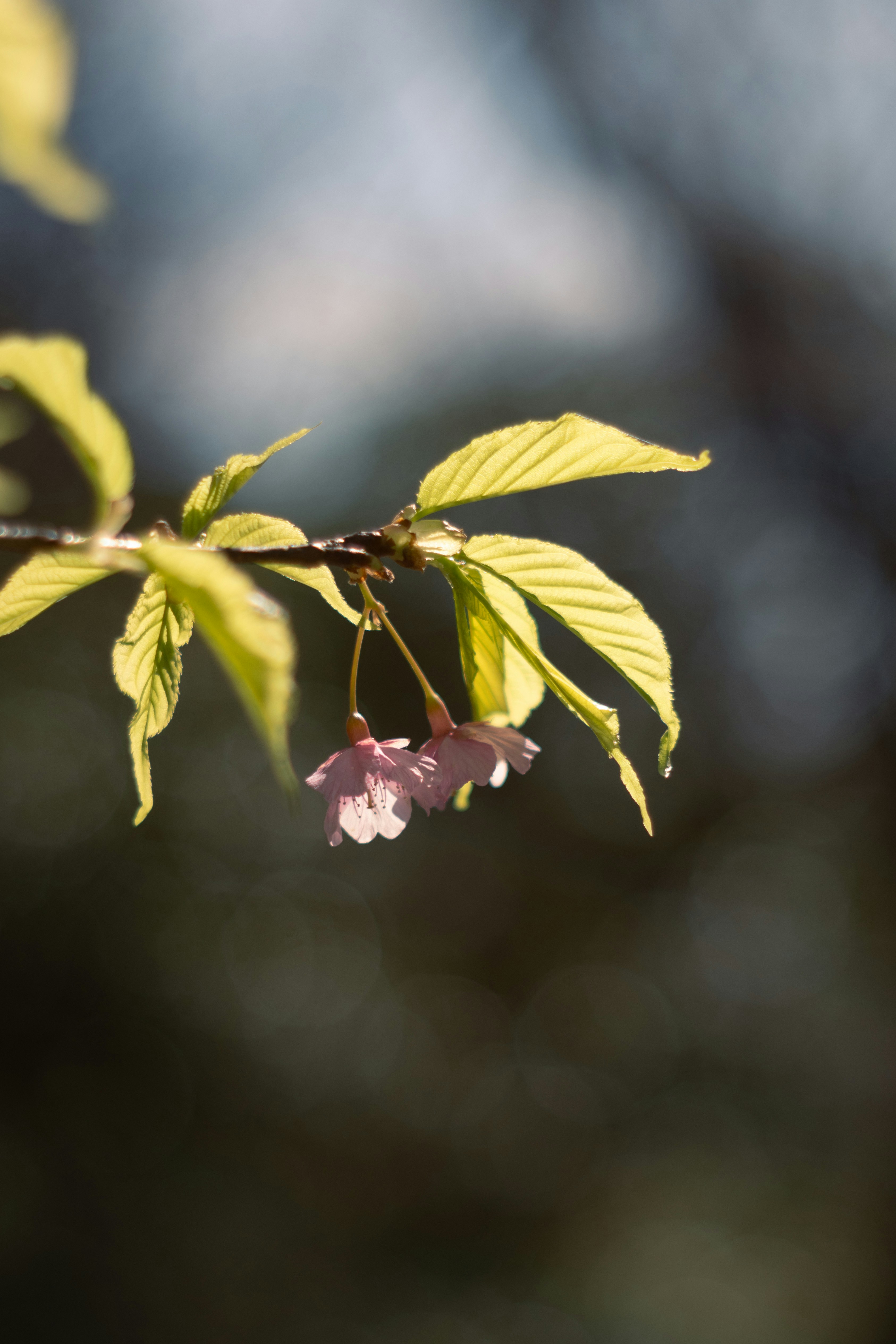 Photo by neko_ha_inu