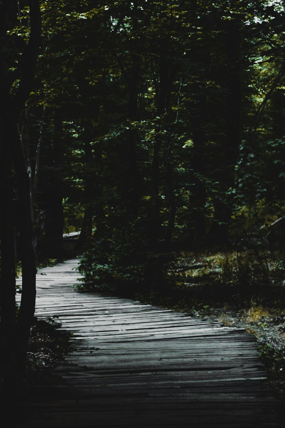 a wooden path through a forest with trees