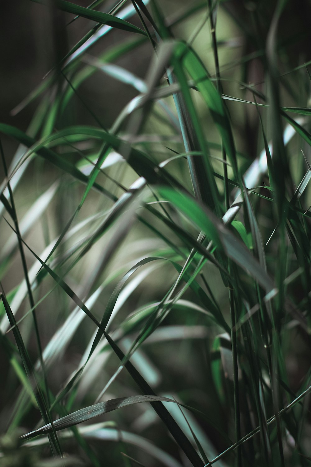 a close up of a plant with green leaves