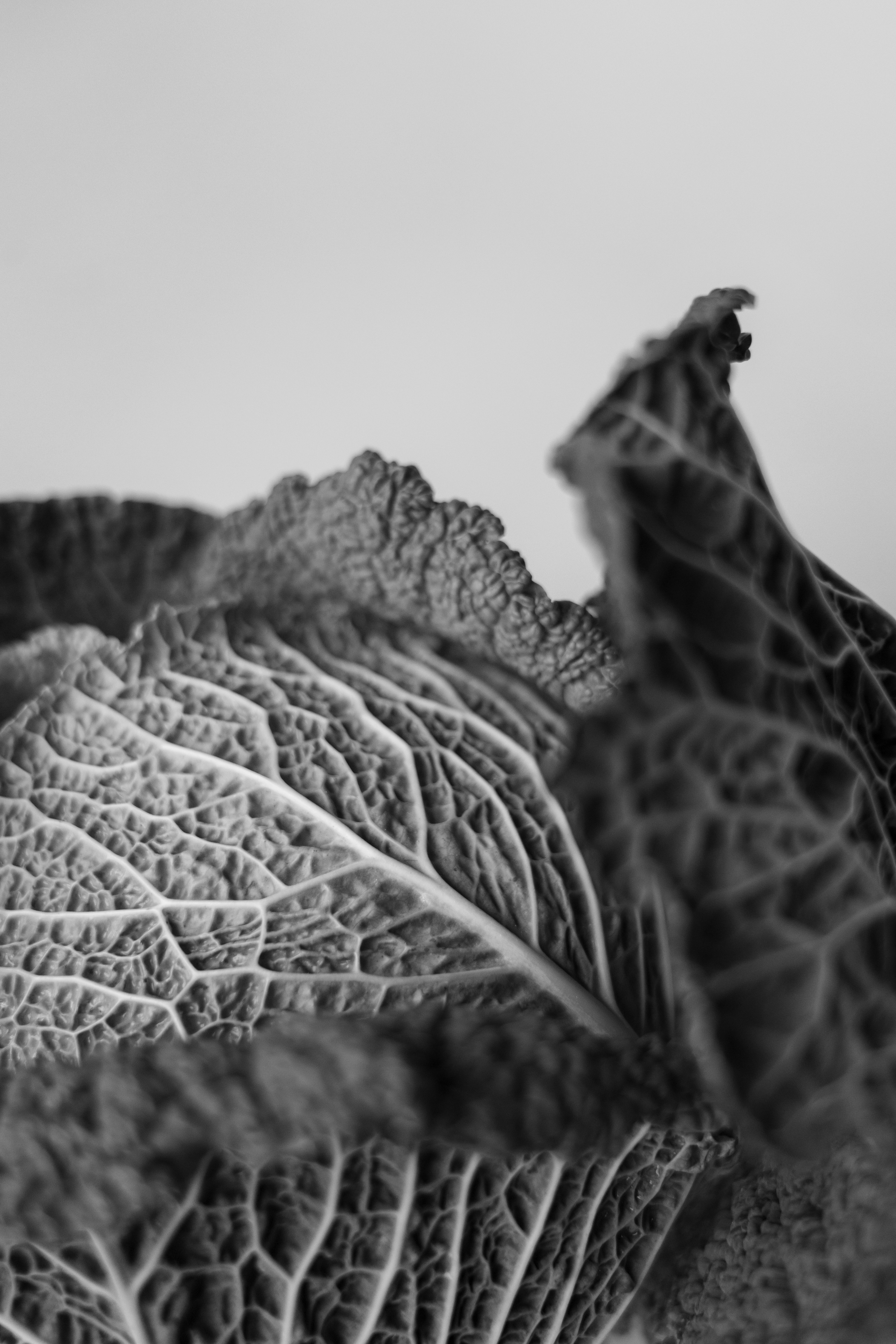 a black and white photo of a leaf