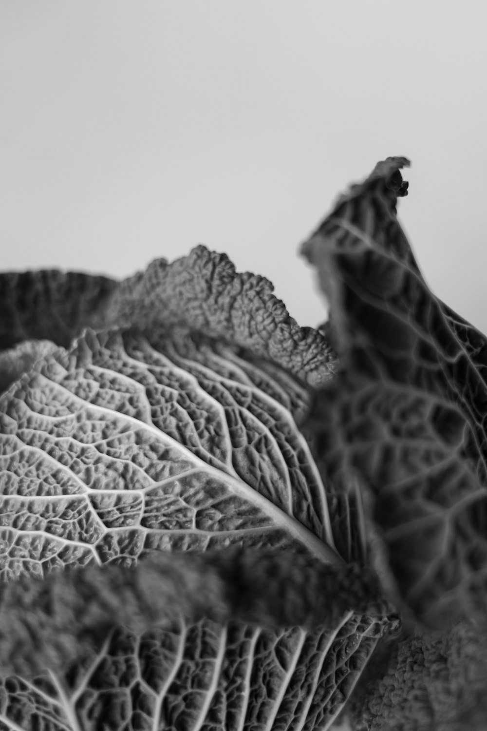 a black and white photo of a leaf