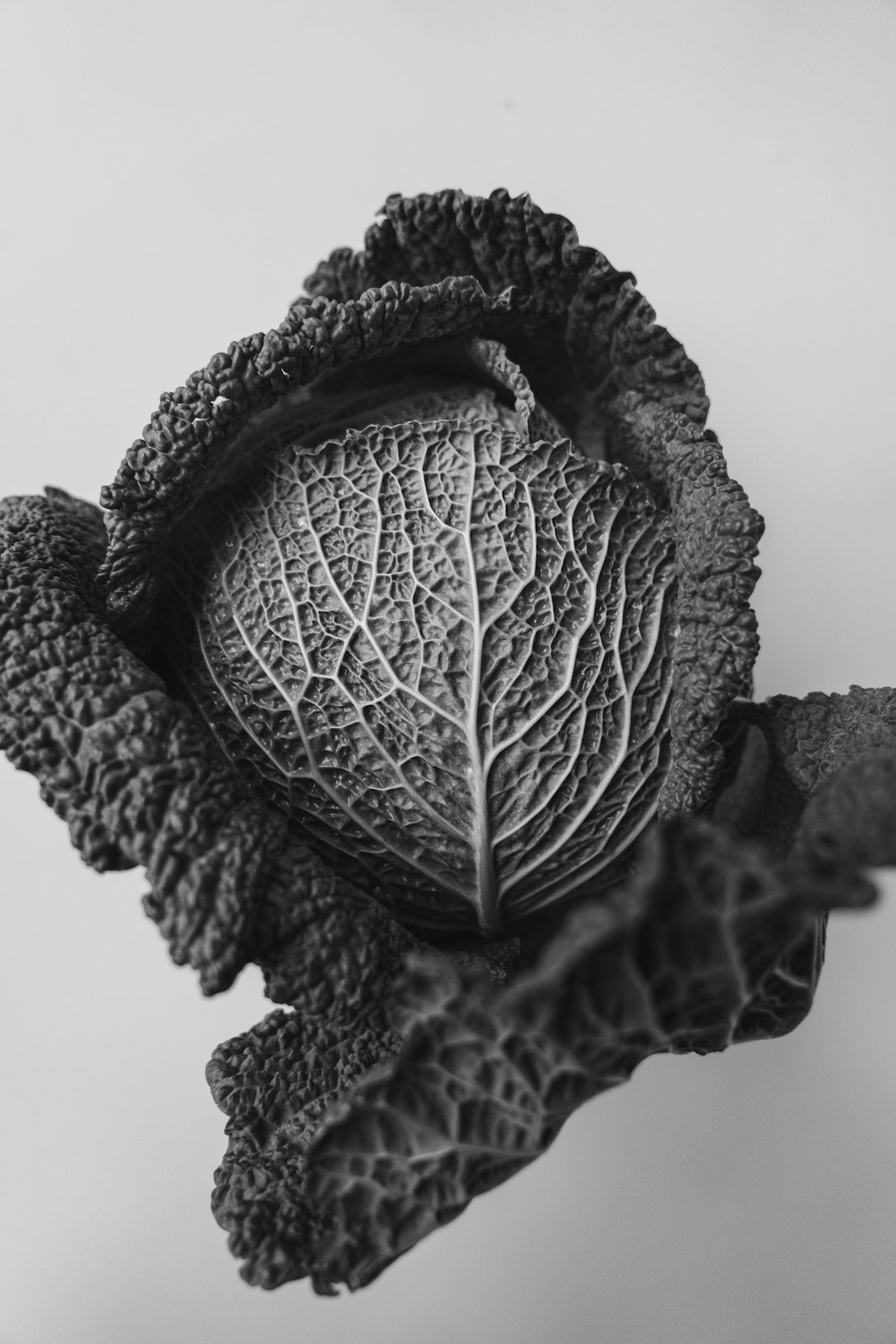 a black and white photo of a leaf