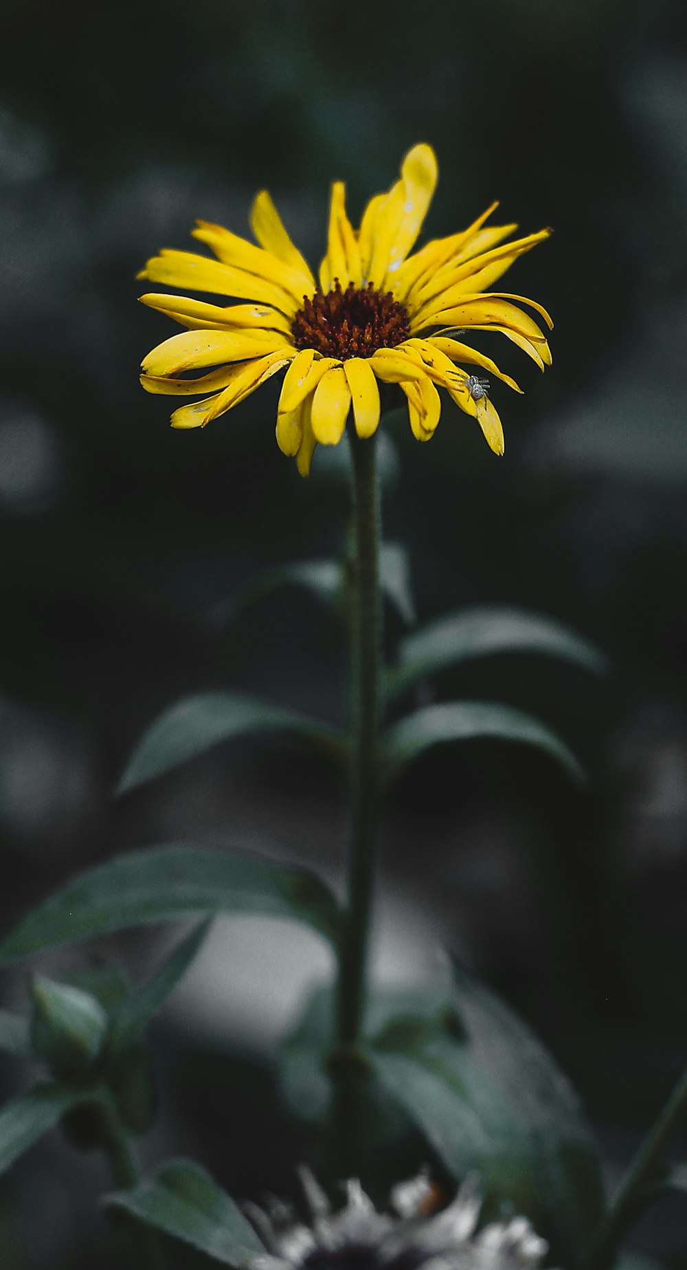 a yellow flower with a dark background