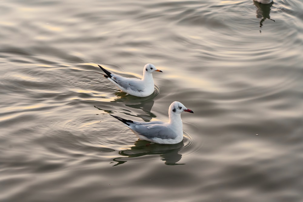 a couple of birds floating on top of a body of water