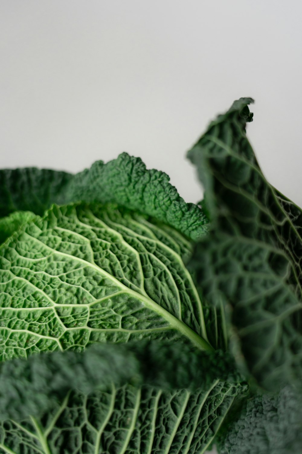 a close up of a green leafy plant