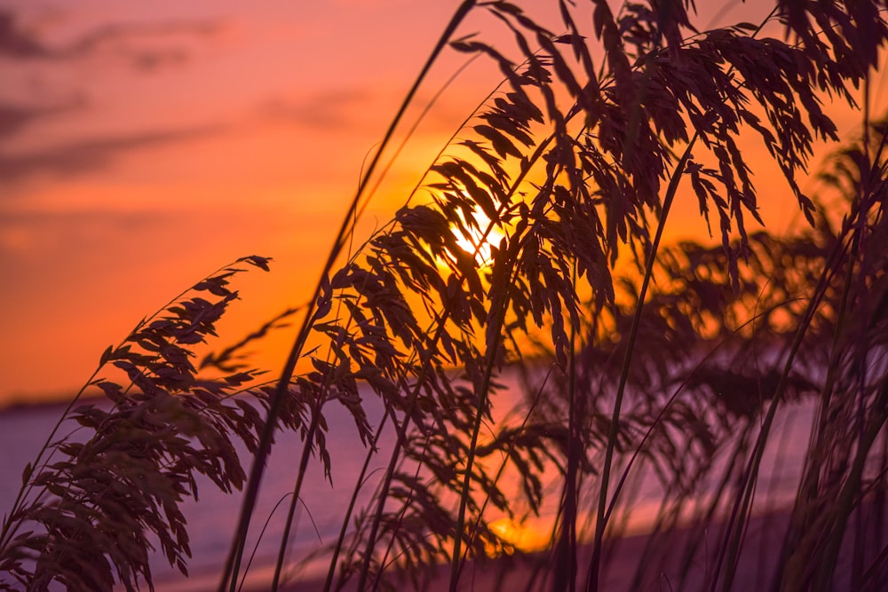 the sun is setting behind some tall grass