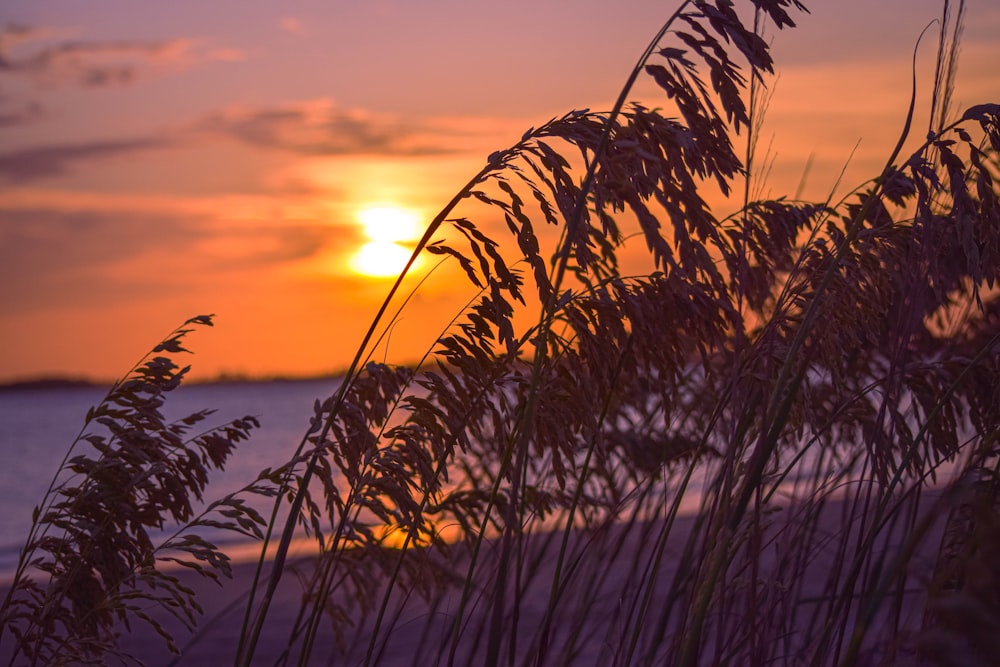 a sunset over a body of water with tall grass in the foreground