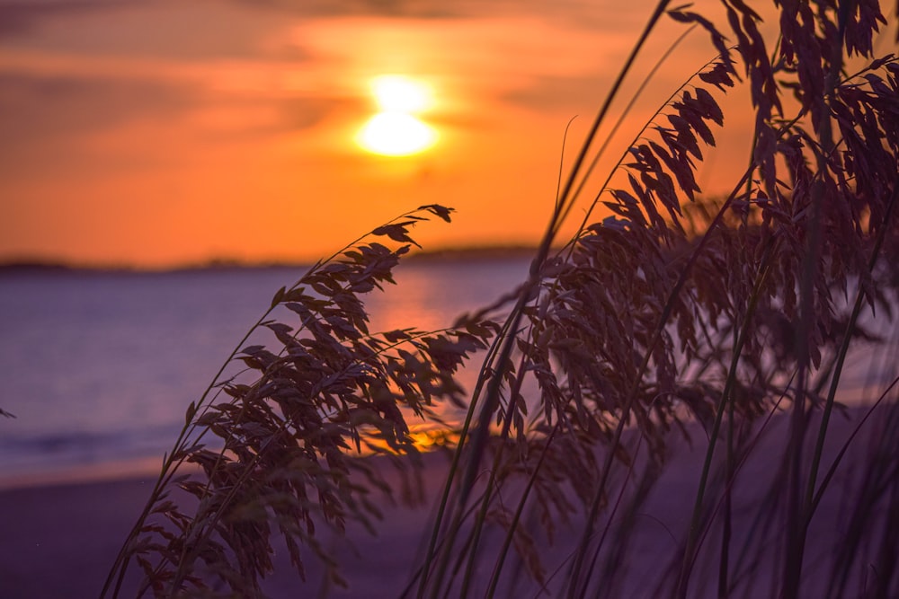 Le soleil se couche sur un plan d’eau