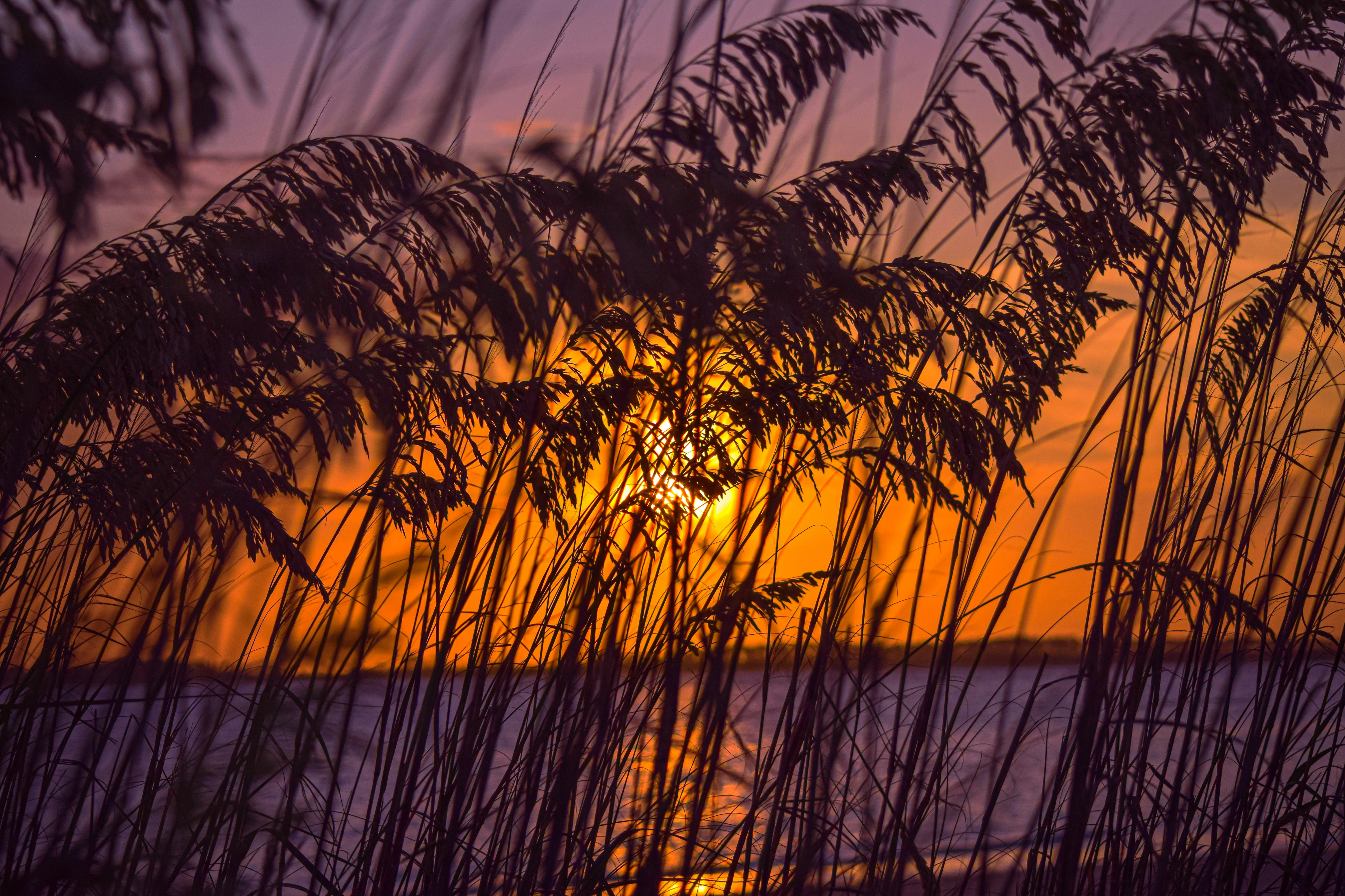 Sunset View