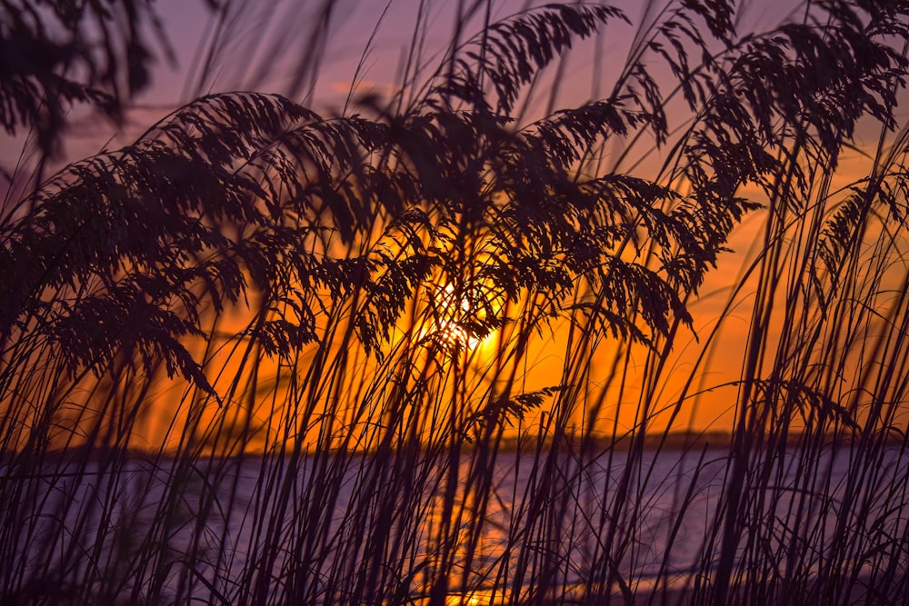 Le soleil se couche sur un plan d’eau