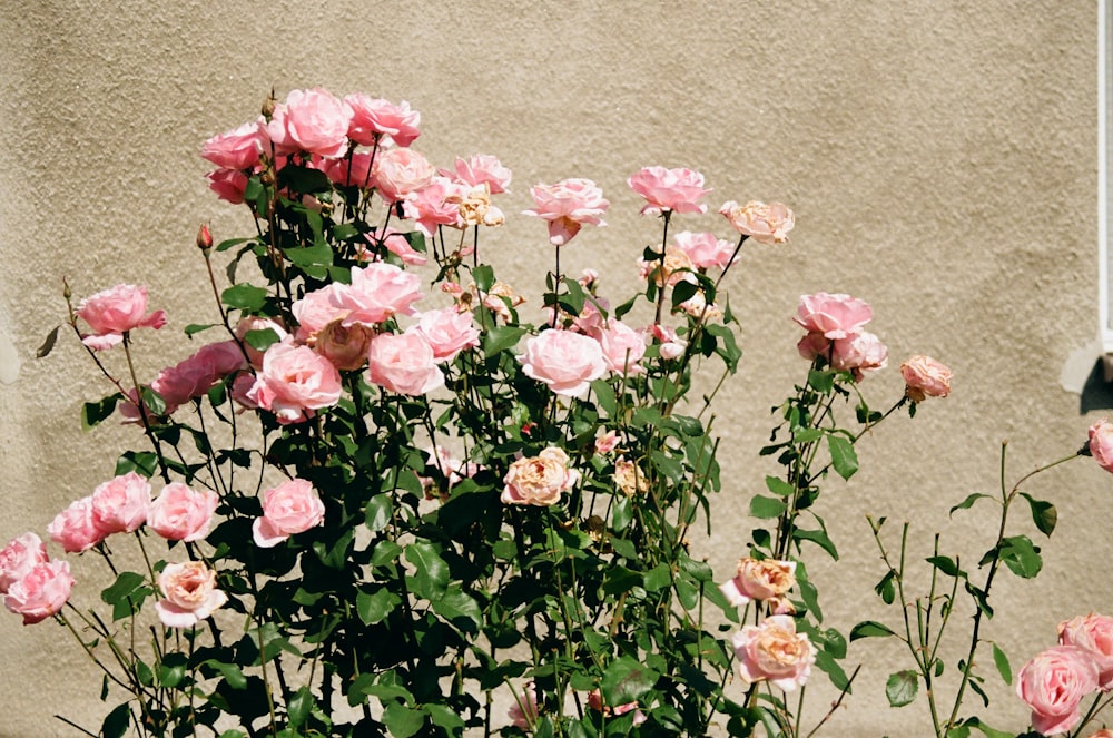 a bush of pink roses in front of a building