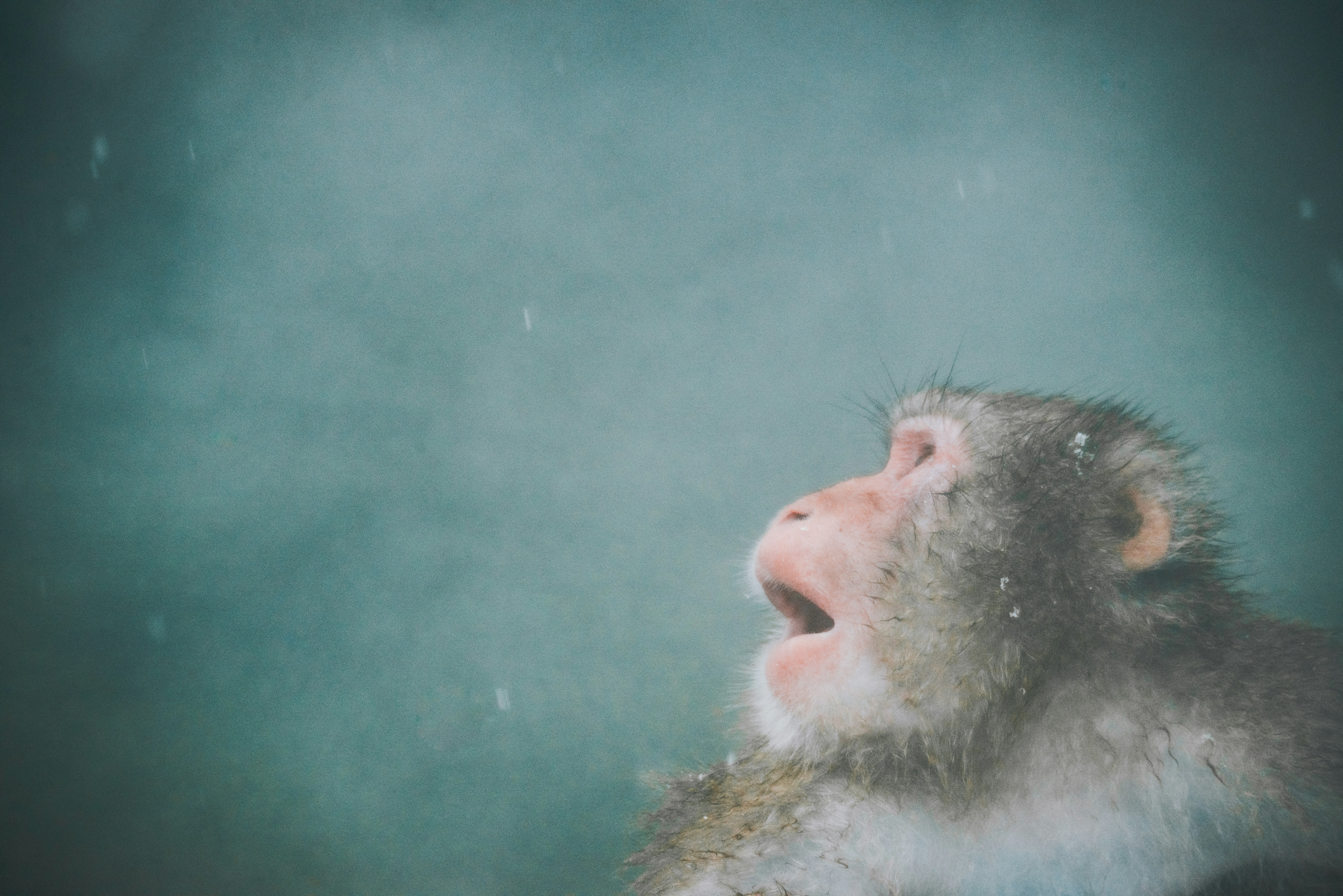a monkey with its mouth open in the rain, What monkey said?