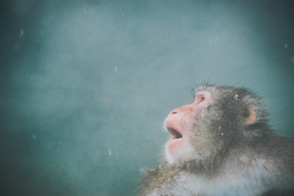una scimmia con la bocca aperta sotto la pioggia