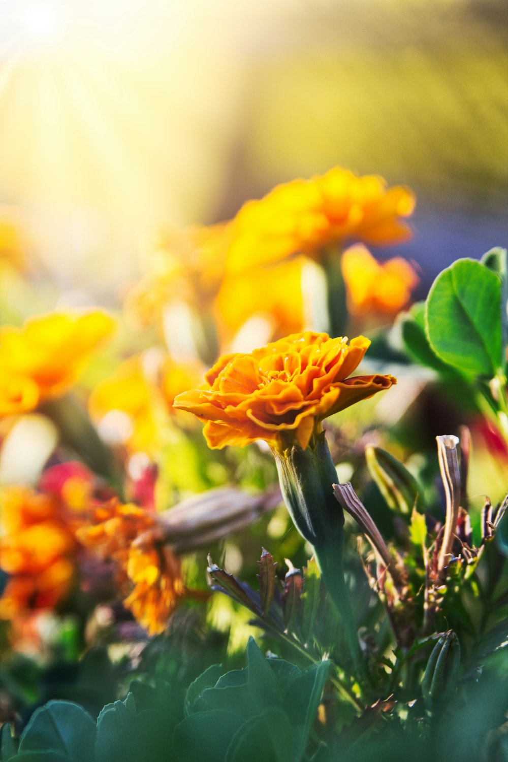 a bunch of flowers that are in the grass