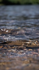 a bird is standing in a shallow body of water
