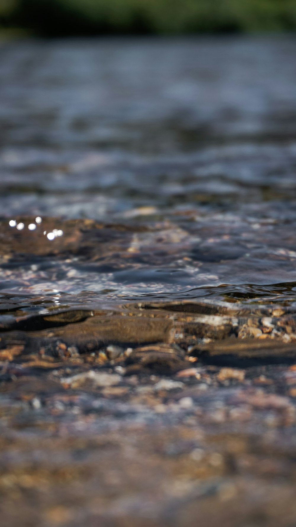 a bird is standing in a shallow body of water