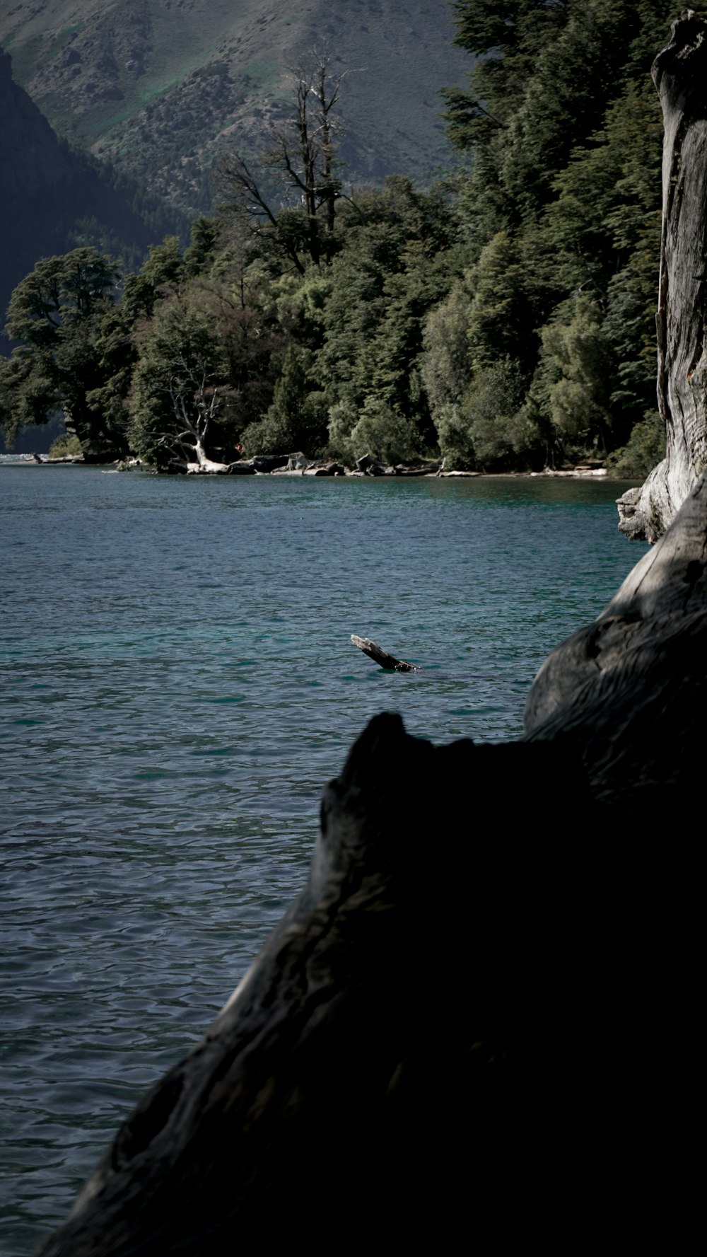 a bird flying over a body of water