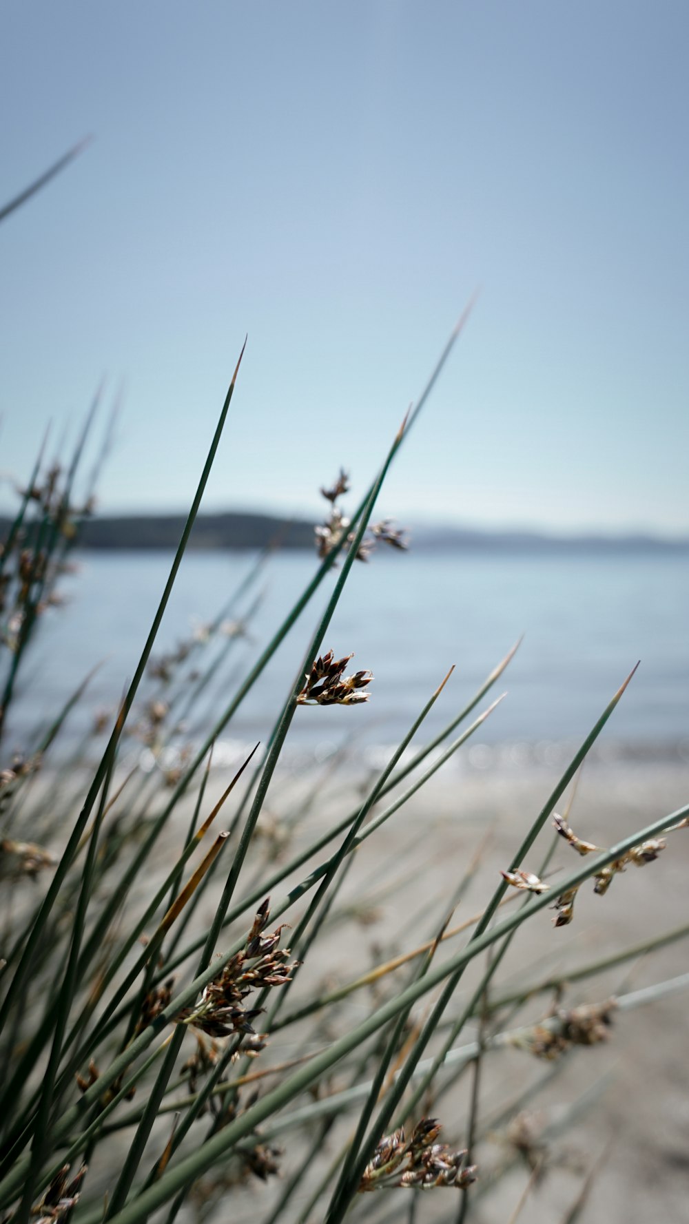 a close up of some grass on a beach