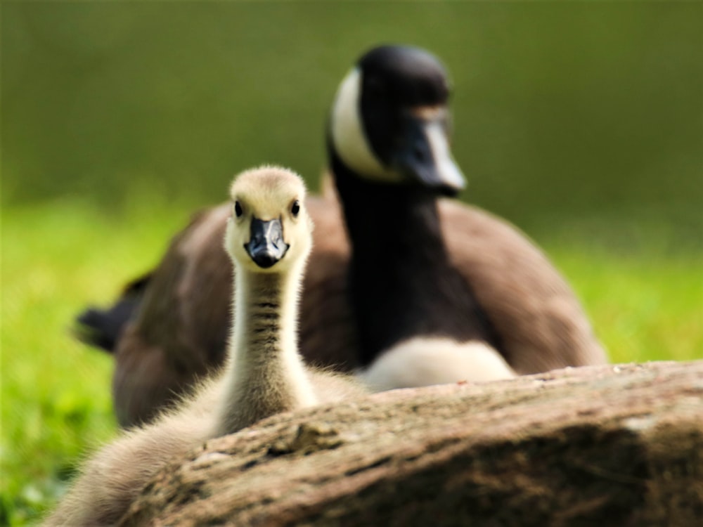 a couple of birds that are standing in the grass