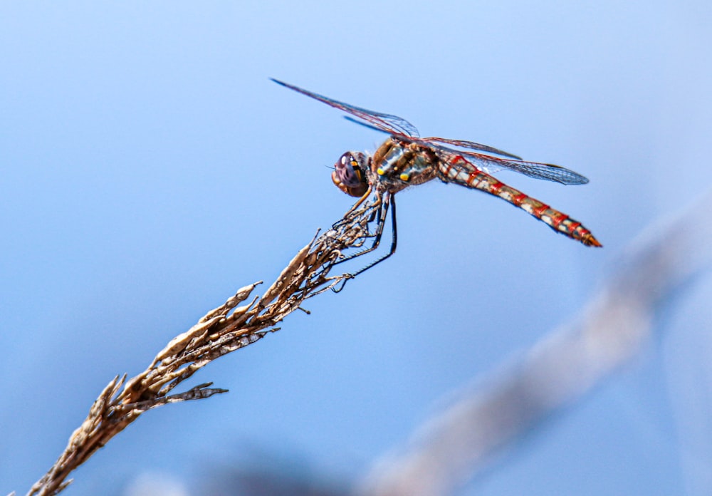 a close up of a dragonfly on a twig