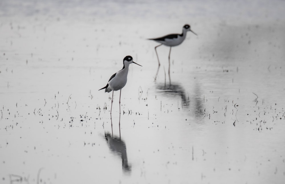 a couple of birds standing on top of a body of water