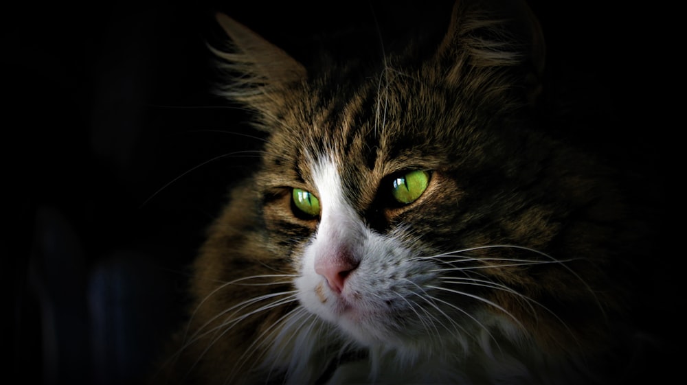 a close up of a cat with green eyes