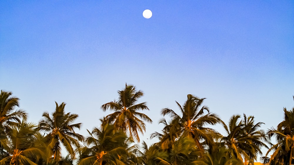 a full moon is seen above the palm trees