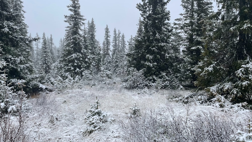 a snow covered forest filled with lots of trees