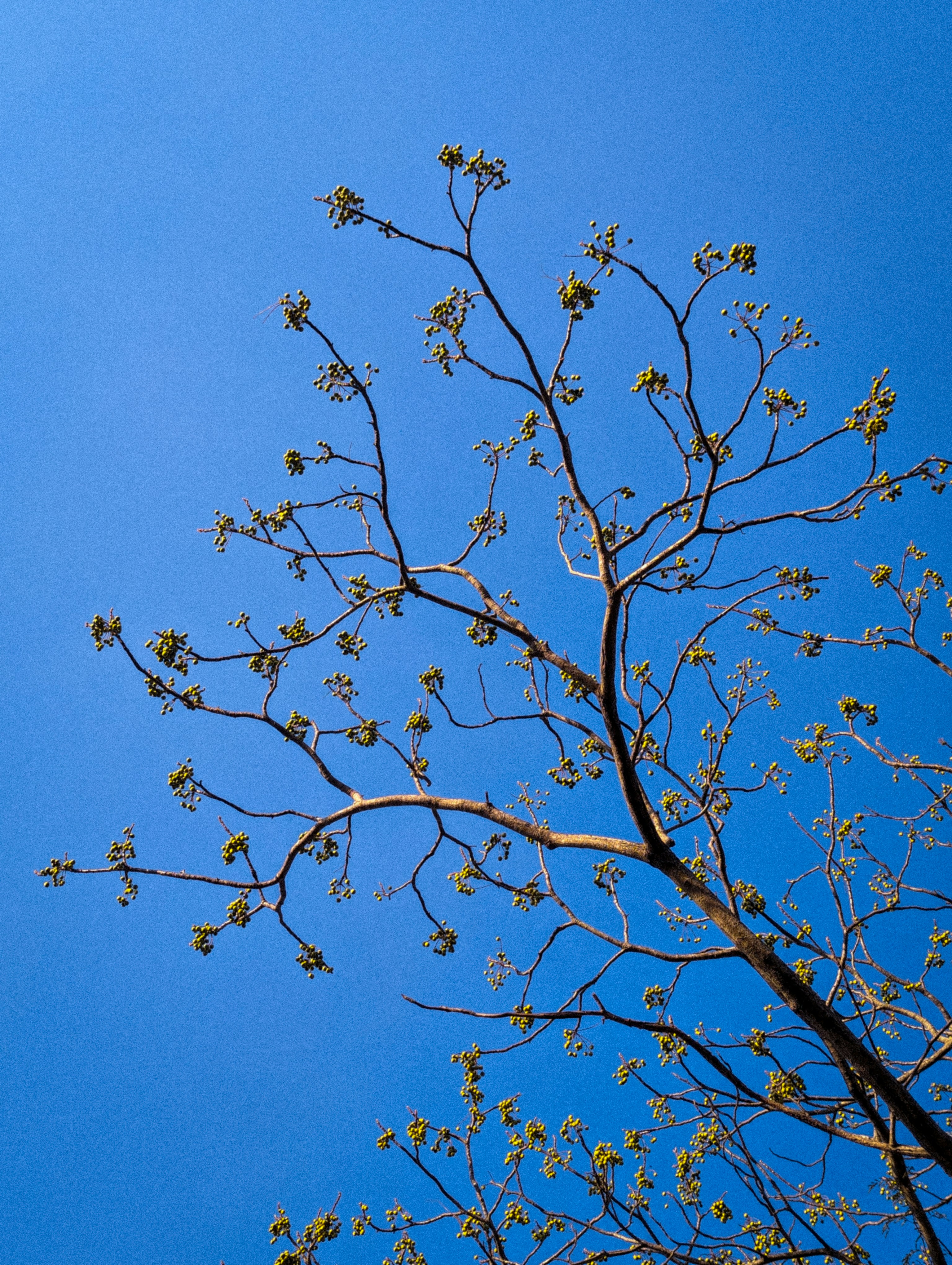 Photo by vikramaditya