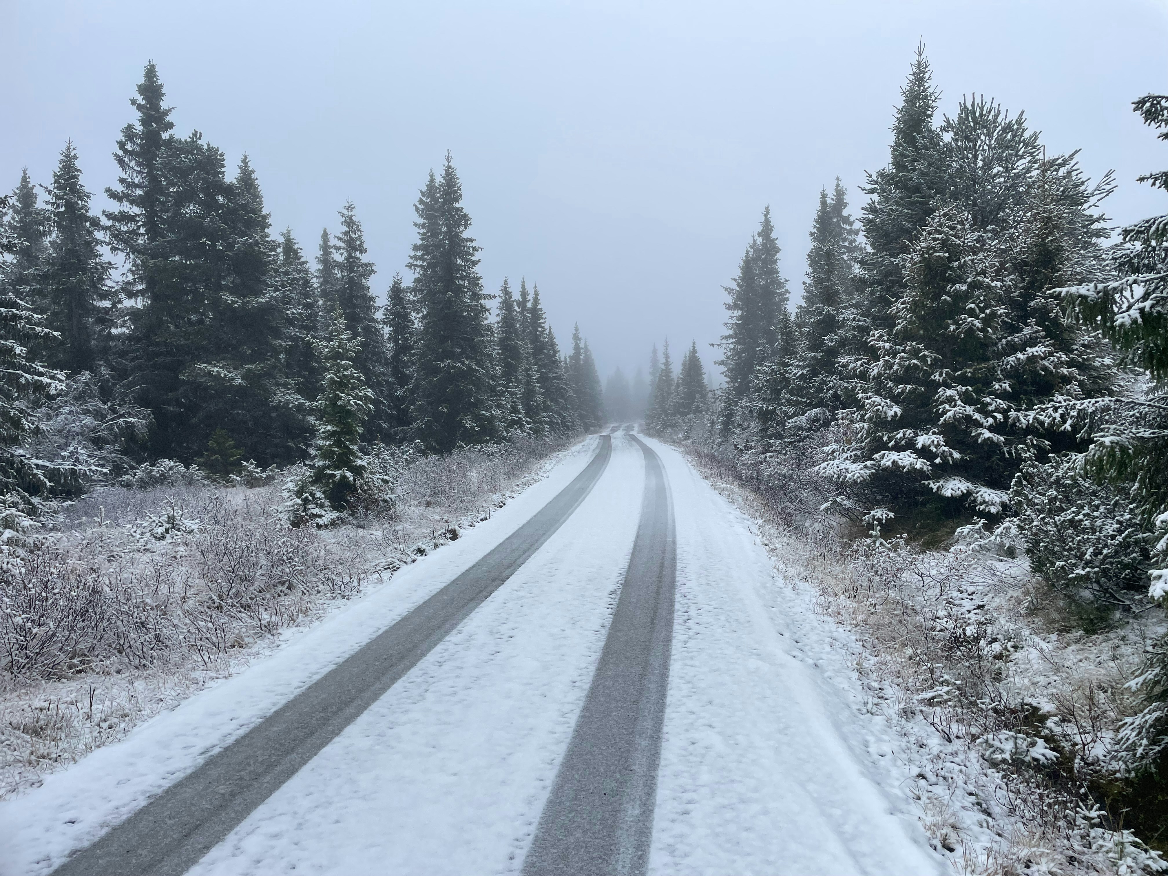 Photo by flyingflamingo