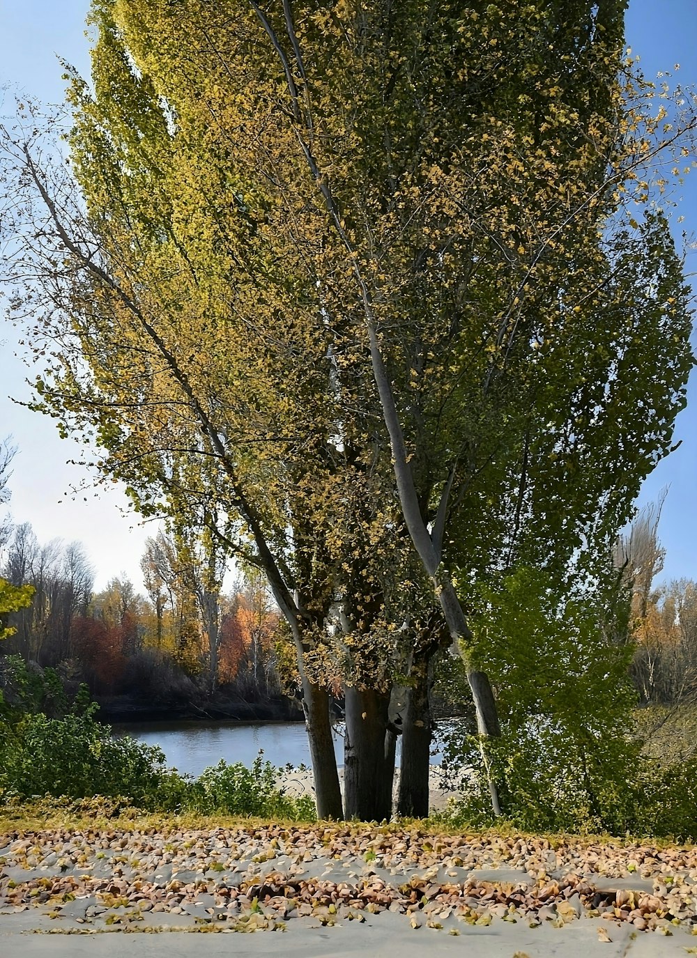 a park bench under a tree next to a lake