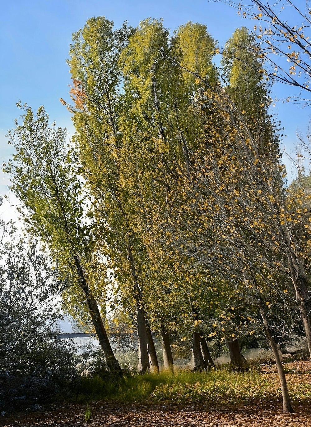 a group of trees that are next to a body of water