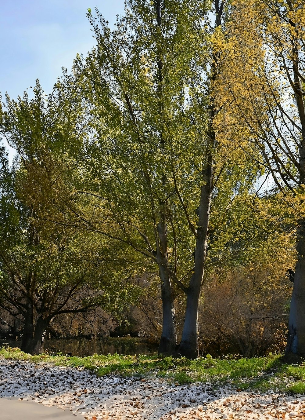 a park bench sitting in the middle of a park