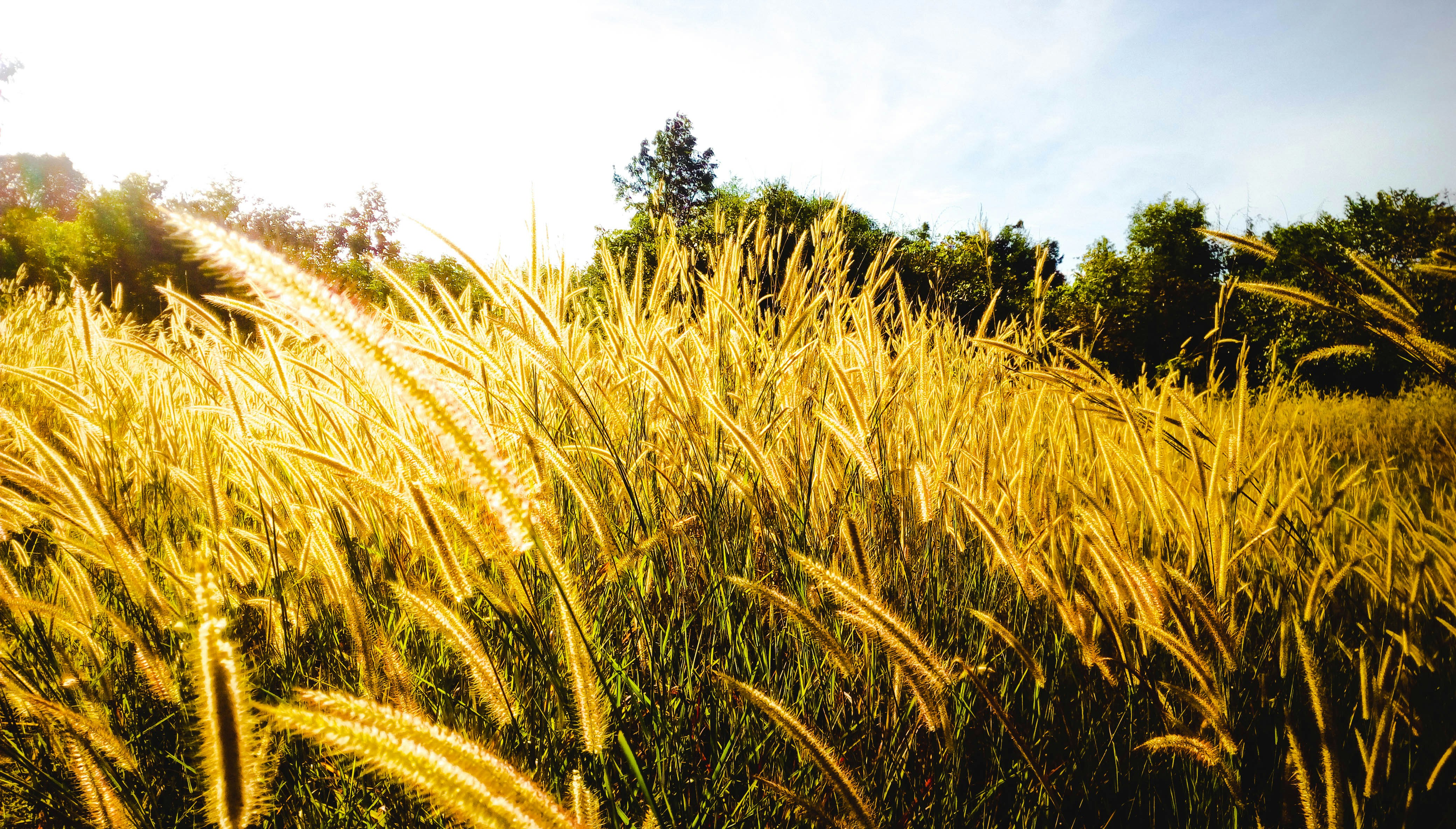 A field of tall grass with trees in the background photo – Free Plant ...