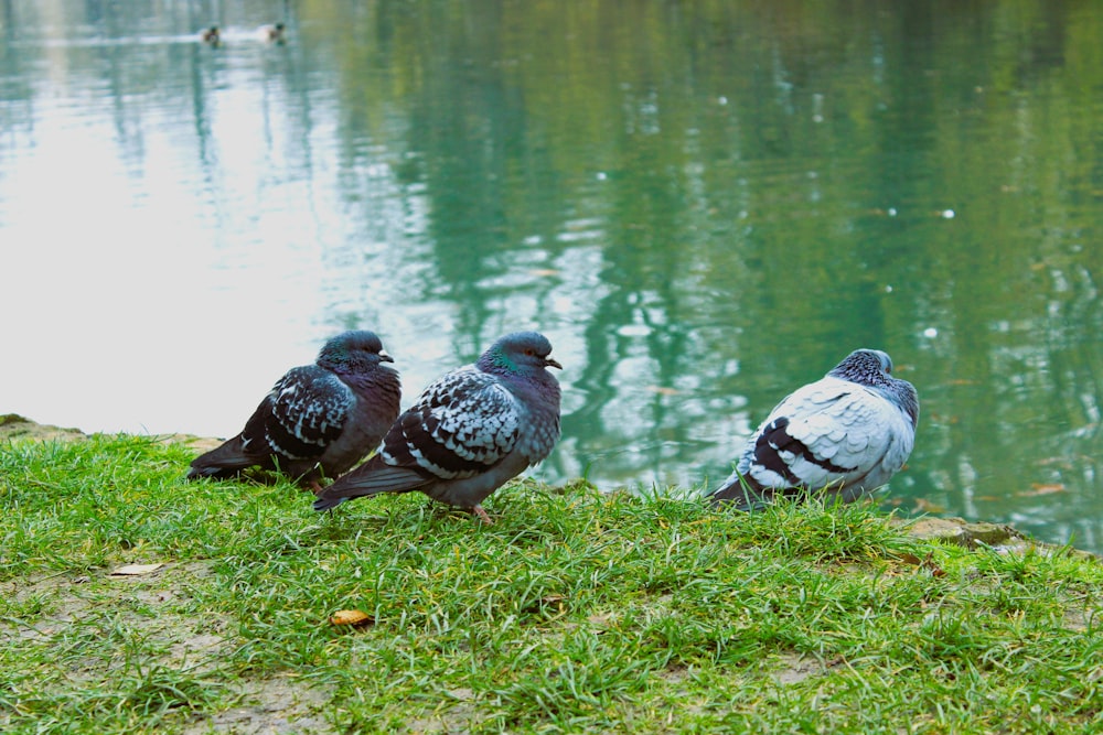 three pigeons are standing on the grass near the water