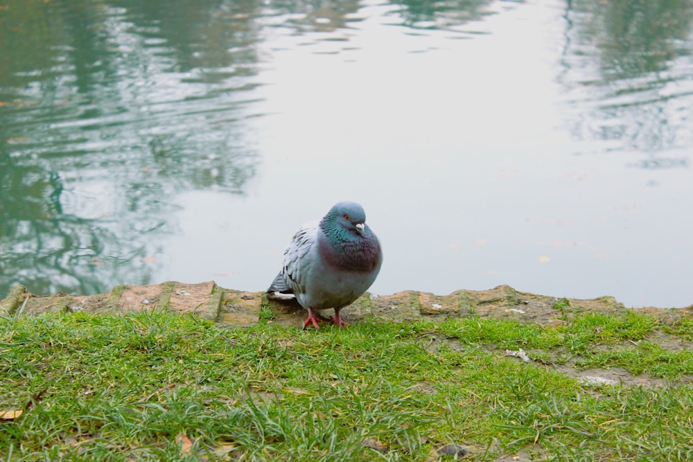 a pigeon is standing on the grass near the water