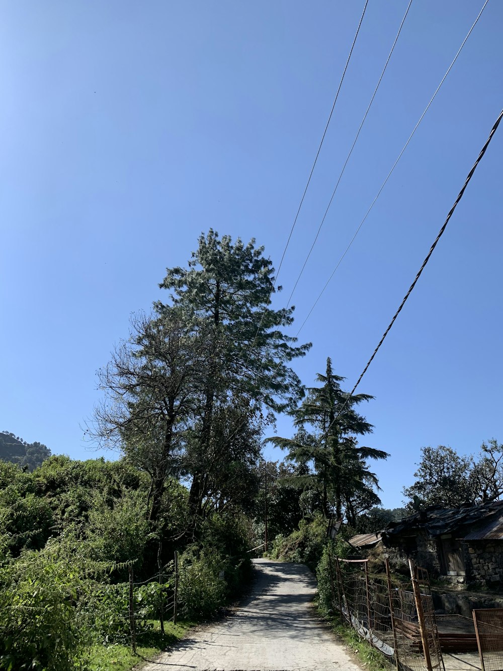 a dirt road surrounded by trees and power lines