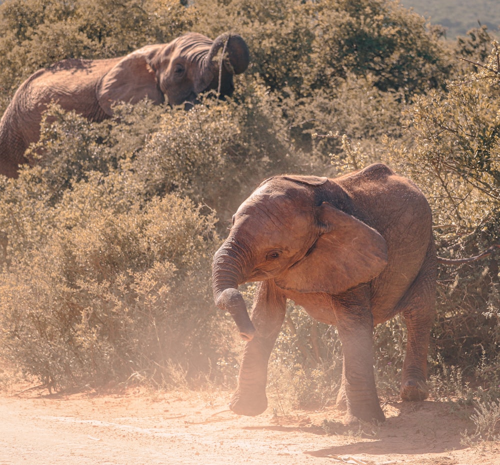 a couple of elephants standing on top of a dirt road